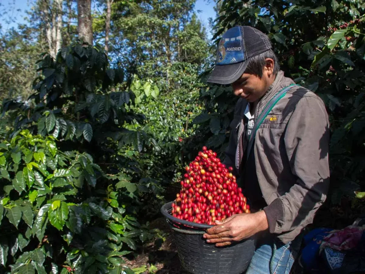 Huehuetenango whole bean coffee