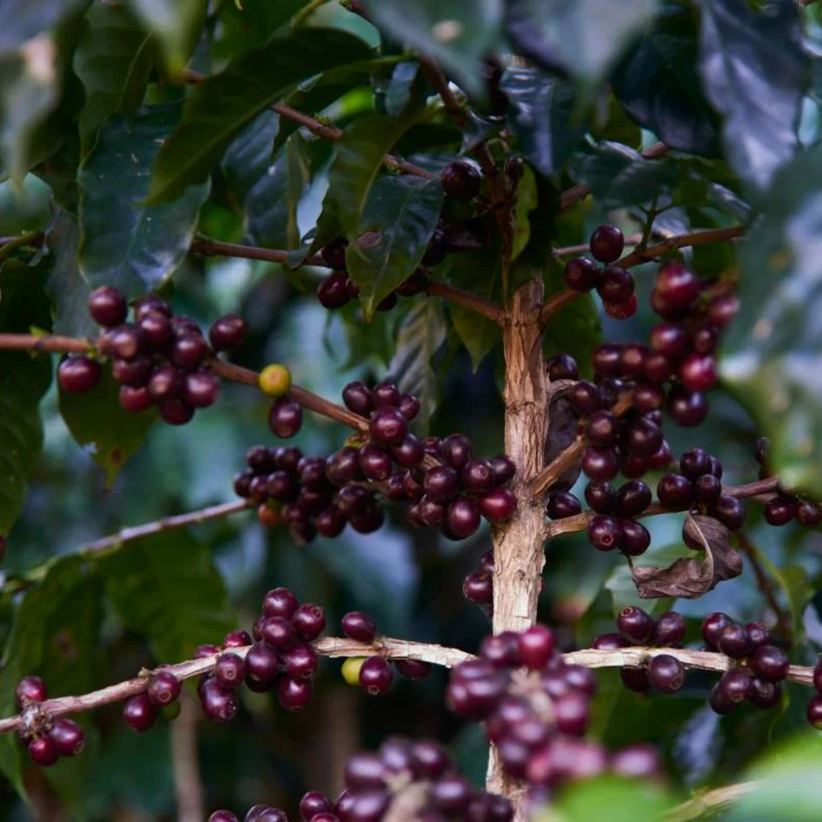 Huehuetenango whole bean coffee