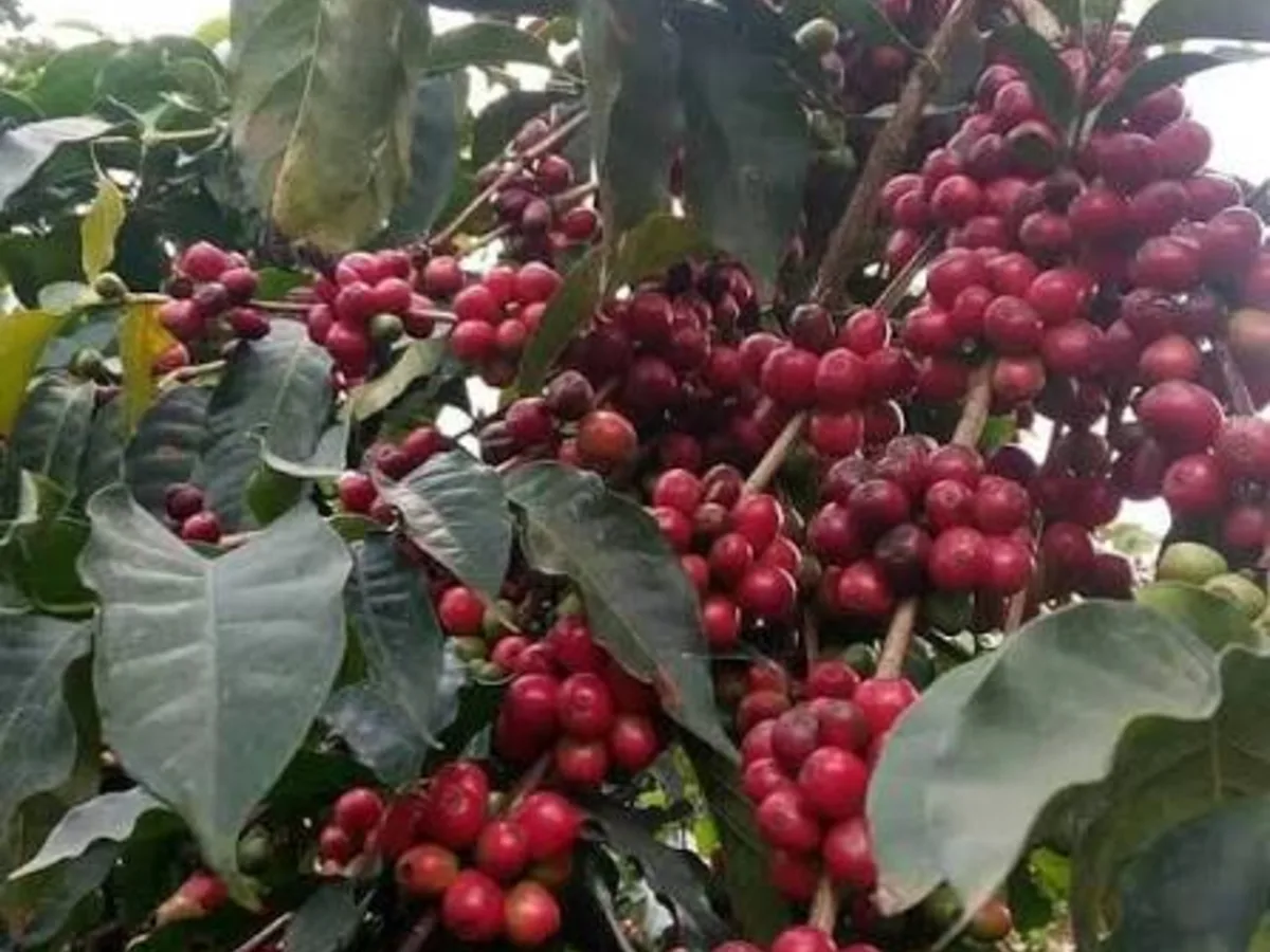 Muthonjo Estate whole bean coffee
